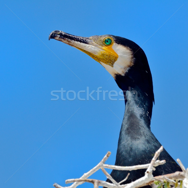 Cormorant Stock photo © mady70