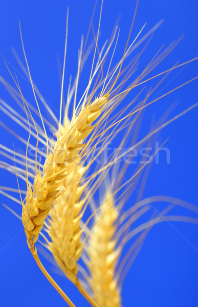 spikelets and grains of wheat Stock photo © mady70