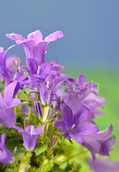 Wiosenny kwiat Bush dalmatyński lata spadek piękna Zdjęcia stock © mady70