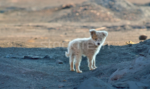 Vagabond puppy dog Stock photo © mady70