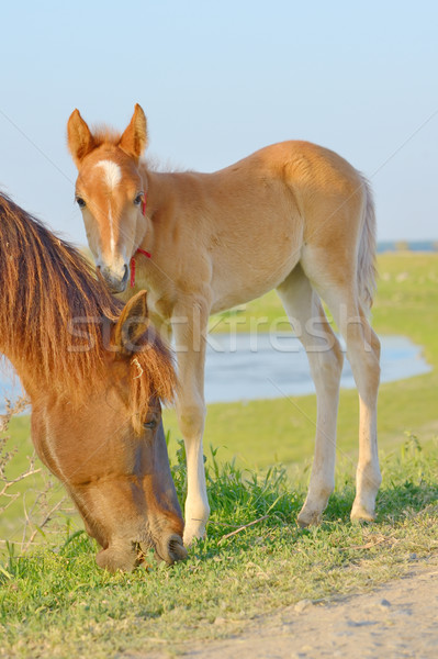 Horse and Her Foal  Stock photo © mady70