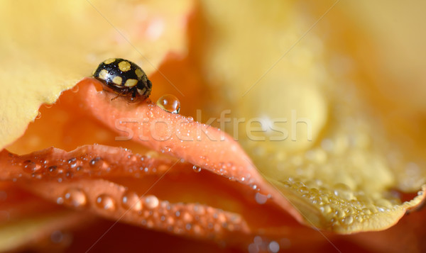 close up of an yellow ladybug Stock photo © mady70