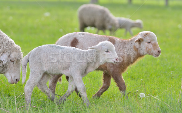 Young lambs and sheep in spring time Stock photo © mady70