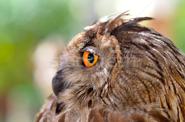 Eye eagle owl  Stock photo © mady70