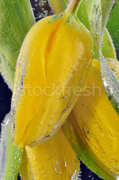 Citromsárga tulipánok fejjel lefelé ásványvíz üveg tulipán Stock fotó © mady70