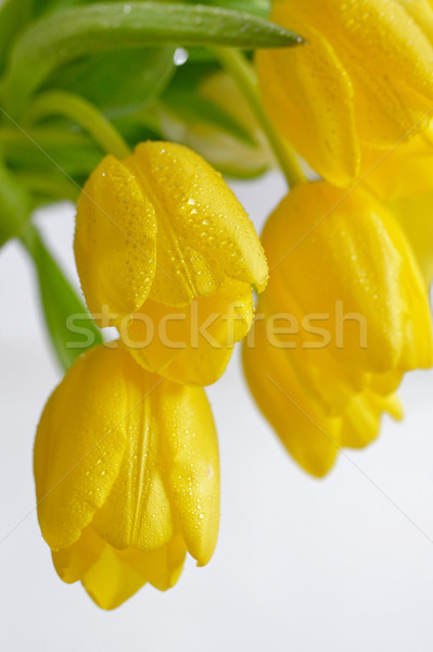 Geel tulp dauw druppels voorjaar tijd Stockfoto © mady70
