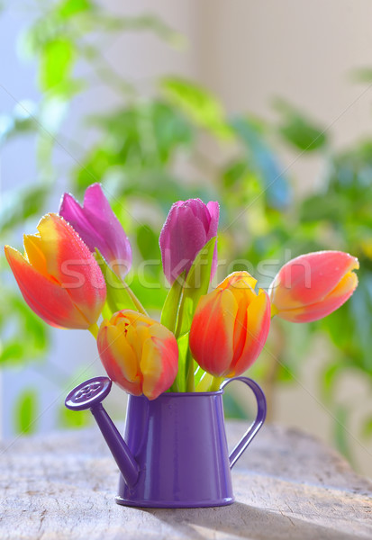 тюльпаны разбрызгиватель саду свежие старые деревянный стол Сток-фото © mady70