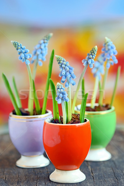 Muscari botryoides flowers  Stock photo © mady70