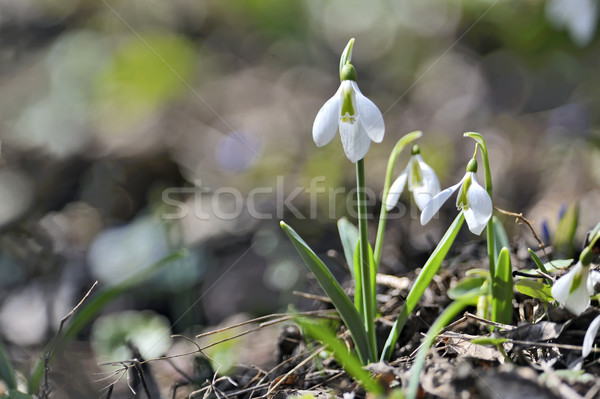Snowdrops (Galanthus nivalis) in forest Stock photo © mady70