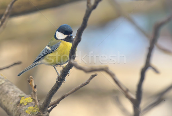 Tit bird on a branch Stock photo © mady70