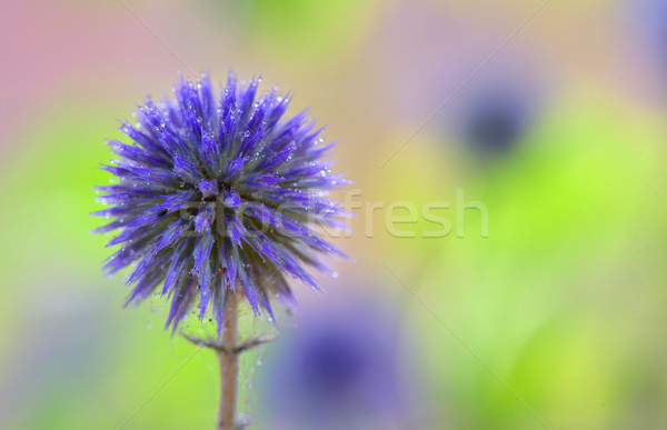 Globe Thistle flowers Stock photo © mady70