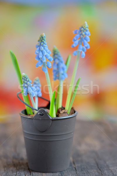 Muscari botryoides flowers Stock photo © mady70