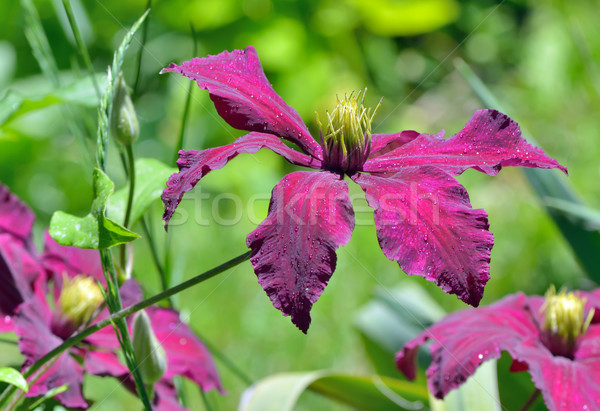 Tief lila Blumen Garten Blume Sommer Stock foto © mady70