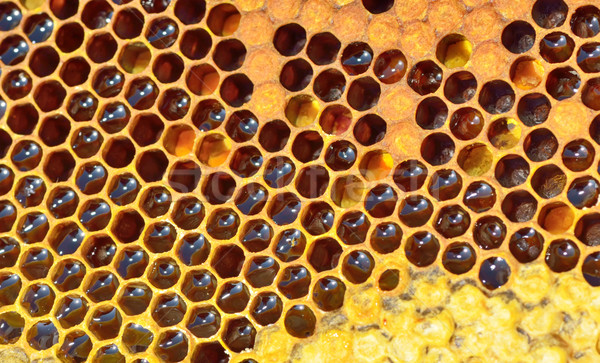 Vers honingraat Geel mooie honing voedsel Stockfoto © mady70