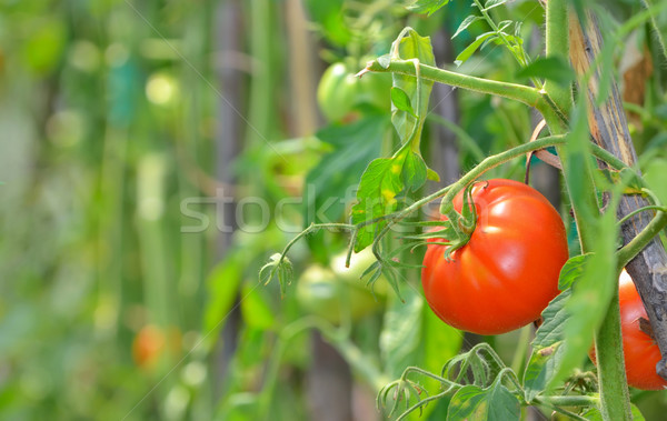 Ripe garden tomatoes  Stock photo © mady70