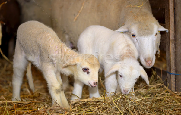 Stabil oaie primăvară faţă stilou animale Imagine de stoc © mady70