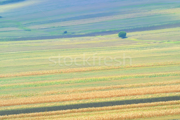 summer field stripes Stock photo © mady70