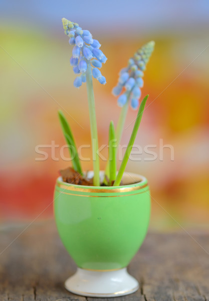 Stockfoto: Bloemen · Blauw · druif · hyacint · bloem · zon