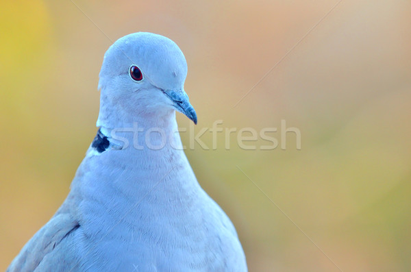 Gołębi makro tle portret sylwetka sam Zdjęcia stock © mady70