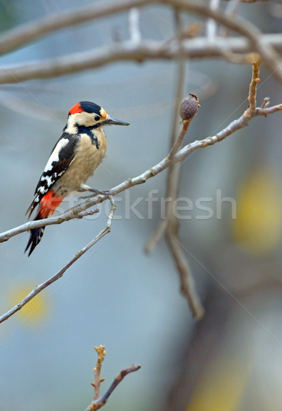 Male great spotted woodpecker (Dendrocopos major) Stock photo © mady70