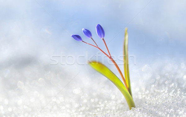 Spring flower crocus Stock photo © mady70