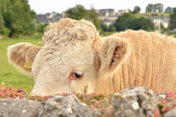 Head of the calf  Stock photo © mady70