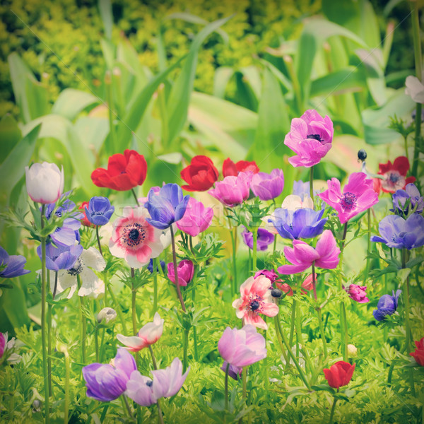 flowers of Anemone on field Stock photo © mady70