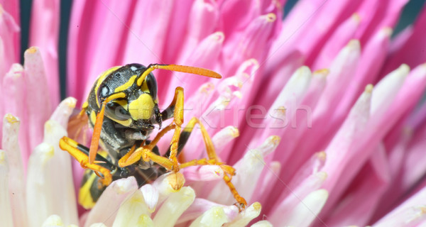 ワスプ 黄色 ジャケット 花粉 ネクター ストックフォト © mady70