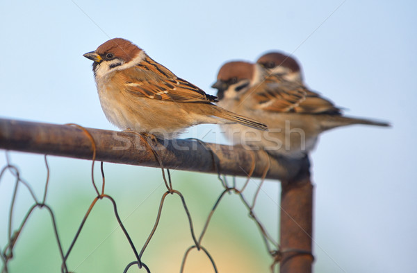 Little Sparrows on fence  Stock photo © mady70
