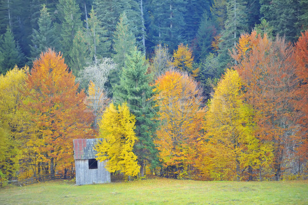 ősz nyírfa erdő színek természet tájkép Stock fotó © mady70