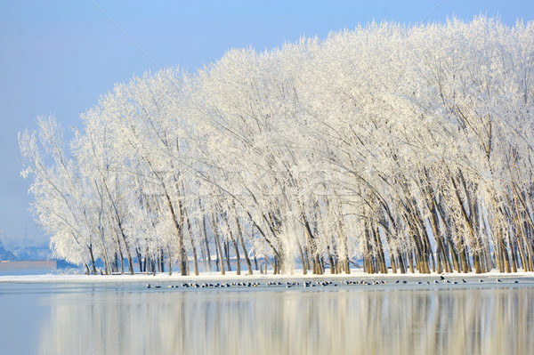 winter trees covered with frost Stock photo © mady70