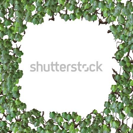Klimop frame afbeelding mooie boom voorjaar Stockfoto © magann