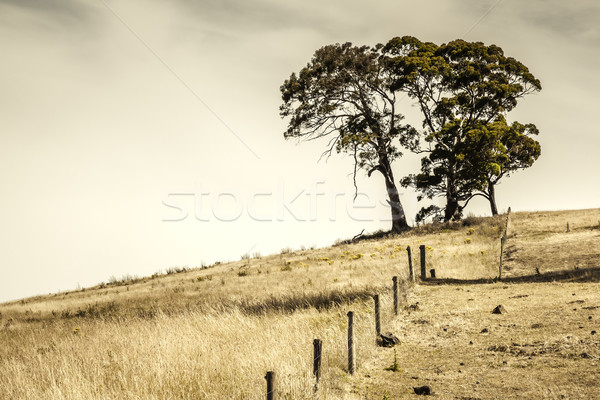 [[stock_photo]]: Arbres · colline · image · ciel · arbre · herbe