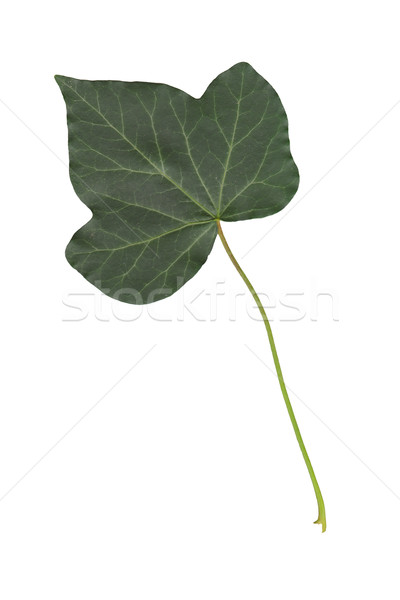 ivy leaf Stock photo © magann