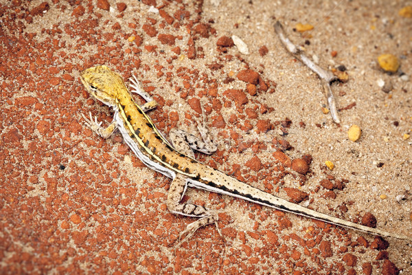 lizard Stock photo © magann