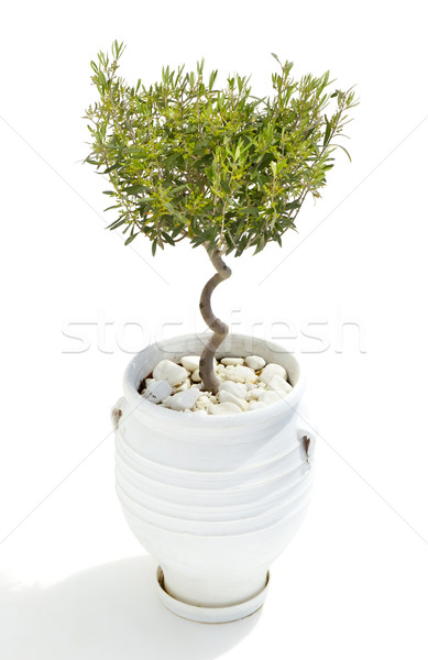 Olijfboom afbeelding witte bos natuur blad Stockfoto © magann