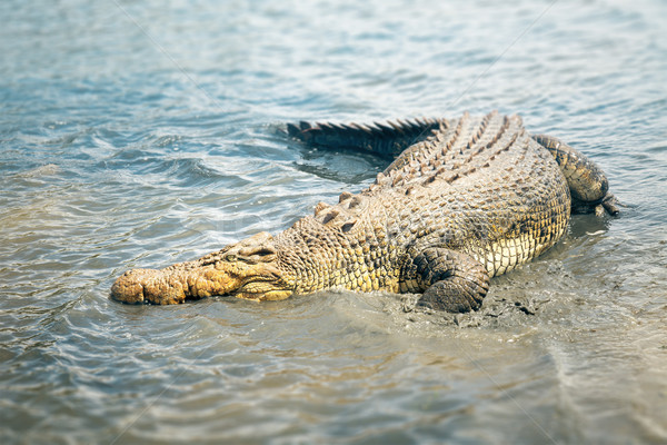 crocodile Stock photo © magann