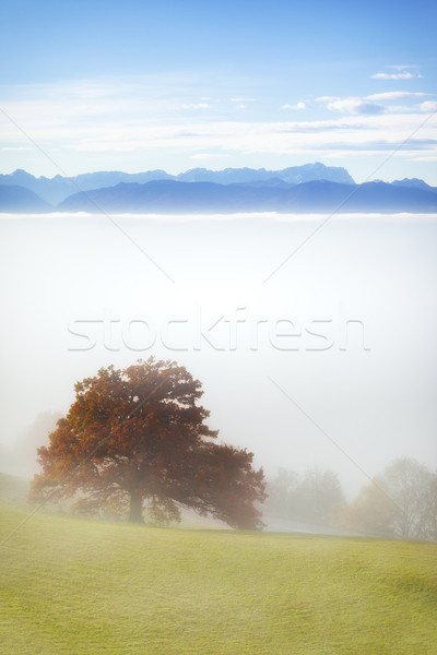 Paisagem coberto dente alpes imagem céu Foto stock © magann