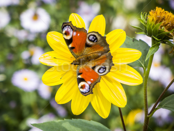 butterfly Inachis Io Stock photo © magann