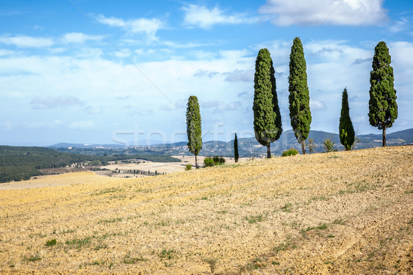 Tuscany Cypress Stock photo © magann