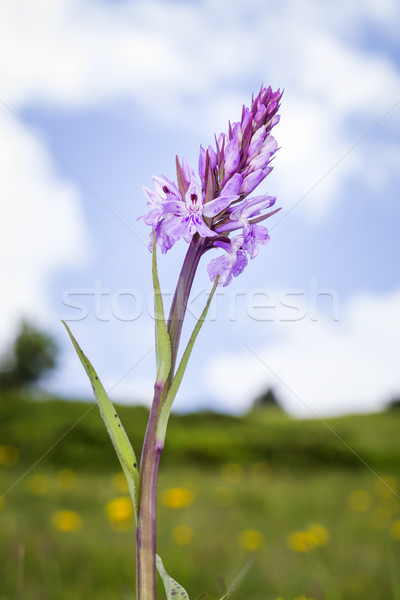 wild orchid Stock photo © magann