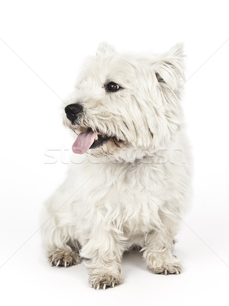 Branco terrier imagem bom menina retrato Foto stock © magann