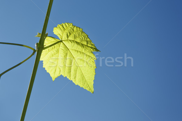 wine leaf Stock photo © magann