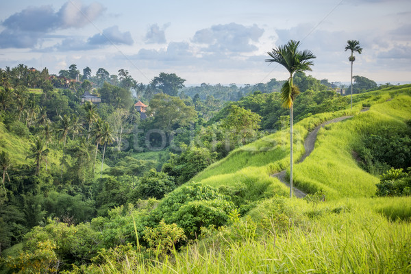 Ubud Bali Stock photo © magann