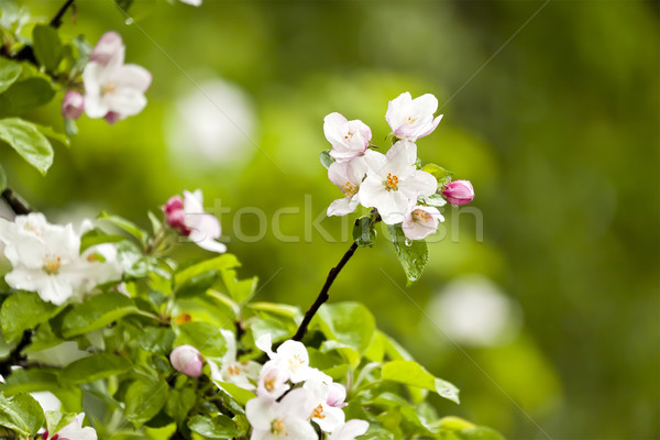 apple blossom Stock photo © magann