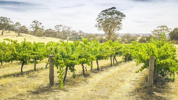 Vallei afbeelding landschap Australië wolken vruchten Stockfoto © magann