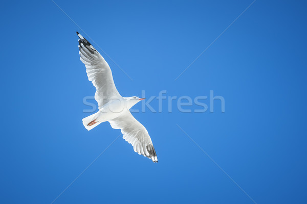 seagull Stock photo © magann