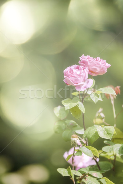 wild rose Stock photo © magann