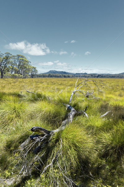 Foto stock: Prado · imagem · tasmânia · grama · verde · paisagem · textura