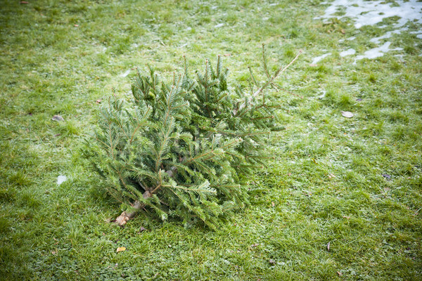 Benutzt Weihnachtsbaum Bild Gras Winter traurig Stock foto © magann